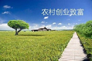 wpk俱乐部 在农村创业好项目有哪些